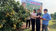 Phuc Hoa prämiert die schönsten Litschi-Plantagen.