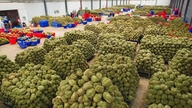 Vi anmoder Ministeriet for Offentlig Sikkerhed om at gribe ind over for køb og salg af identifikationskoder og forfalskning af testresultater for landbrugsprodukter, herunder durian.