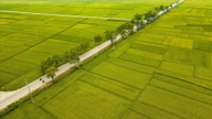 ទិដ្ឋភាពគួរឱ្យចាប់អារម្មណ៍នៃវាលស្រែធំជាងគេនៅភាគពាយ័ព្យនៃប្រទេសវៀតណាមក្នុងរដូវច្រូតកាត់ស្រូវ។