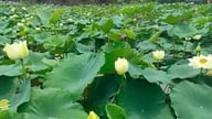 Hanoi: Kaksitoista kukkakauden aikaa