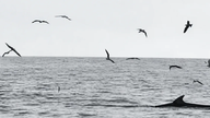 Whales surface to hunt in the waters off Gia Lai.