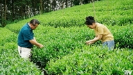 As coisas estão melhorando em Thanh Cong.