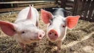 Svinekødspriser den 13. maj: Son La og Thanh Hoa-provinserne oplever en stigning på 1.000 VND/kg.