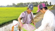 Giá phân bón hôm nay 18/5/2026: Doanh nghiệp Q1/2026 lãi vọt 91% lên 789 tỷ, hoàn thành 67% kế hoạch năm