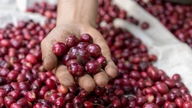 Preços dos produtos agrícolas em 19 de maio: o café despenca, a pimenta mantém os preços elevados.