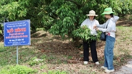 Bac Ninh kontrollerer kvaliteten af ​​landbrugsprodukter fra kilden.