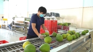 Eksport af grapefrugt til Kina: Forventes at blive en milliardvare takket være den nye protokol.
