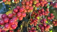 Los precios mundiales del café siguen bajando.