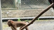 El Parque Patrimonial de Phong Nha alberga muchos animales raros y en peligro de extinción.