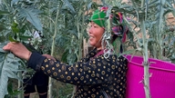 שטח הנטוע בצמחי מרפא ברחבי הארץ הגיע לכמעט 59,000 דונם.