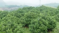 Οι αγρότες στην κοινότητα Muong Coi σημειώνουν σημαντικές τομές στην οικονομική ανάπτυξη χάρη στην καινοτόμο σκέψη στην καλλιέργεια καλλιεργειών και φρούτων.