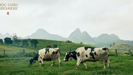 Moc Chau Creamery i 68-letnia historia zachowania oryginalnego smaku.