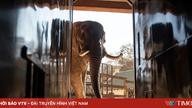 Saman "gajah tertekan" telah menggegarkan Afrika Selatan.