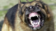 En herreløs hund gik amok, angreb forbipasserende og sårede seks personer.
