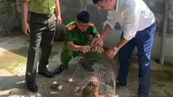 ង៉េអាន៖ ស្វាមុខក្រហមដ៏កម្រមួយក្បាលត្រូវបានលែងចូលទៅក្នុងជម្រកធម្មជាតិរបស់វាវិញ។