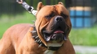 Chlapce napadli psi plemen Bandog a Rotvajler při rybaření.