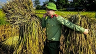 Politibetjente i Thanh Hoa hjælper landmænd med at høste ris midt i den brændende hede.