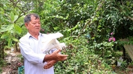 Lão nông dành 2,6 ha đất cho đàn chim trời cư ngụ