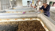 Mekong Deltası'ndan genç bir adam, çamur kullanmadan yılan balığı yetiştirerek milyarlarca dong kar elde ediyor.
