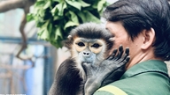 Papegøjer bliver jaloux, og langurer på Den Røde Bog opfører sig forkælede som babyer i zoologisk have.
