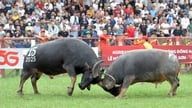 Do Son Buffalo Fighting Festivalin viimeinen kierros järjestetään 19. syyskuuta aamulla.