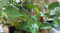Top 5 plante ornamentale care atrag bogăția și norocul proprietarilor de case: Plasați-le în sufragerie, iar banii vor veni automat la dumneavoastră.