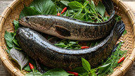 4 typer proteinrige ferskvandsfisk, der hjælper med at nære dem, der kommer sig efter sygdom.