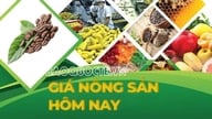 Οι τιμές των γεωργικών προϊόντων σήμερα, 3 Ιουνίου 2026: Οι τιμές του καφέ Robusta αυξάνονται ξανά, οι αγρότες προσαρμόζουν προληπτικά τις τιμές. Θα μειωθούν απότομα οι τιμές της βενζίνης και του πετρελαίου μετά το τέλος της σύγκρουσης στη Μέση Ανατολή;