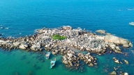 Pulau kecil ini, yang terletak hanya 2.7km dari pantai Thien Cam, Ha Tinh, masih begitu asli. Mengapa pelancong datang secara spontan untuk melihatnya?