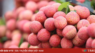 Il vicepresidente della provincia di Bac Ninh ha trasmesso in diretta streaming la vendita di 31 tonnellate di litchi.