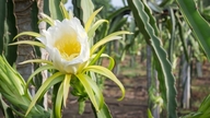Surprising medicinal uses of dragon fruit flowers and fruit.