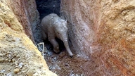 Salvatorii au salvat un pui de elefant sălbatic care a căzut într-o groapă în rezervația naturală din Dong Nai.