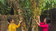 Durante la stagione della maturazione, i frutteti di Ho Chi Minh City sono in piena fioritura e attraggono numerosi giovani che accorrono affascinati.