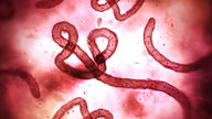 Hanoi intensiverer overvågnings- og forebyggelsesforanstaltningerne for at bekæmpe risikoen for udbrud af ebolavirus.
