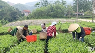Thailandsk urtete