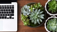 Cómo cuidar las plantas suculentas en la oficina.