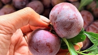 A special type of plum from the Northwest region of Vietnam, priced ten times higher than regular plums, has received effusive praise from consumers.