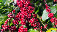 Vietnams kaffefestival i Singapore äger rum den 26 juni.