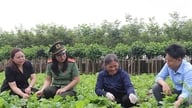 Luu Thi Hang asszony, a Hanoi Növénytermesztési és Növényvédelmi Osztály vezetője: