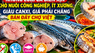Højkvalitets, svært opdyrkede, udbenede, kalciumrige og overkommelige fisk og skaldyrssorter er let tilgængelige på de vietnamesiske markeder.
