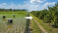 Des amendes pouvant atteindre 30 millions de VND seront infligées pour toute conversion illégale de rizières en terres destinées à des cultures pérennes.