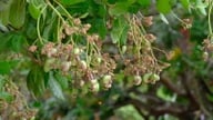 Le Vietnam produit une variété de graines délicieuse et nutritive exportée vers 112 pays et territoires. Quelle province en produit le plus ?