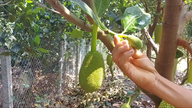 2026 Ay Yeni Yılı'ndan sonra, jackfruit fiyatları hızla düştü ve uzun bir süre düşük seviyelerde kaldı: Tayland jackfruit fiyatını etkileyen faktörler nelerdir?