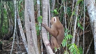 Släpp tillbaka den gyllene apan i U Minh Ha nationalpark.