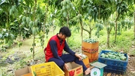 Why have many agricultural products from An Giang experienced a sharp drop in price?