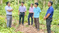 Hội Nông dân tỉnh An Giang khảo sát tiềm năng phát triển cây dược liệu dưới tán rừng tại xã Tri Tôn