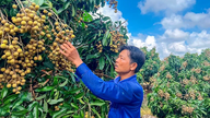 Năng động làm giàu với mô hình trồng nhãn Ido