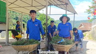 Grüner Sonntag der Jugend von Nghe An