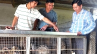 Ved at opdrætte vilde dyr, der spiser bananer "som lyn", tjener en landmand i Quang Binh (nu Quang Tri-provinsen) hundredvis af millioner af VND om året.