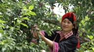 Plum season in Moc Chau plateau: People picking fruit, eating plums, livestreaming sales, and busily packing gifts.